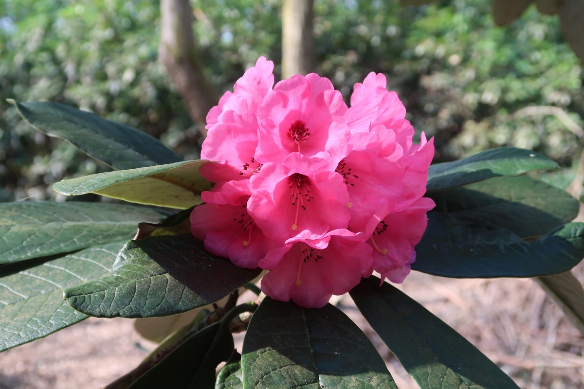 R. kesangiae